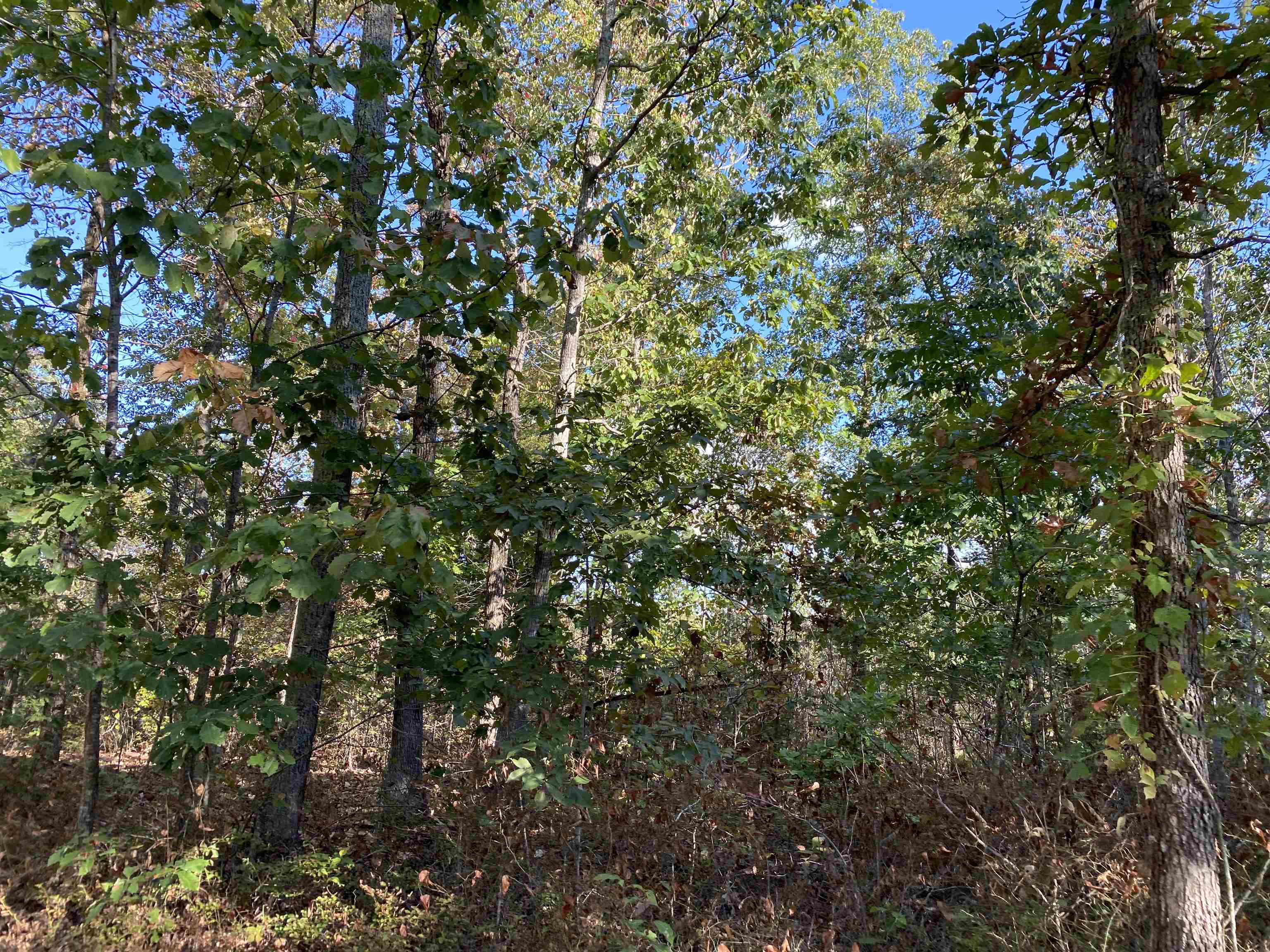 0 Keeton Road Waynesboro, TN 38485 - Photo 4 of 13 Gallery Image 4