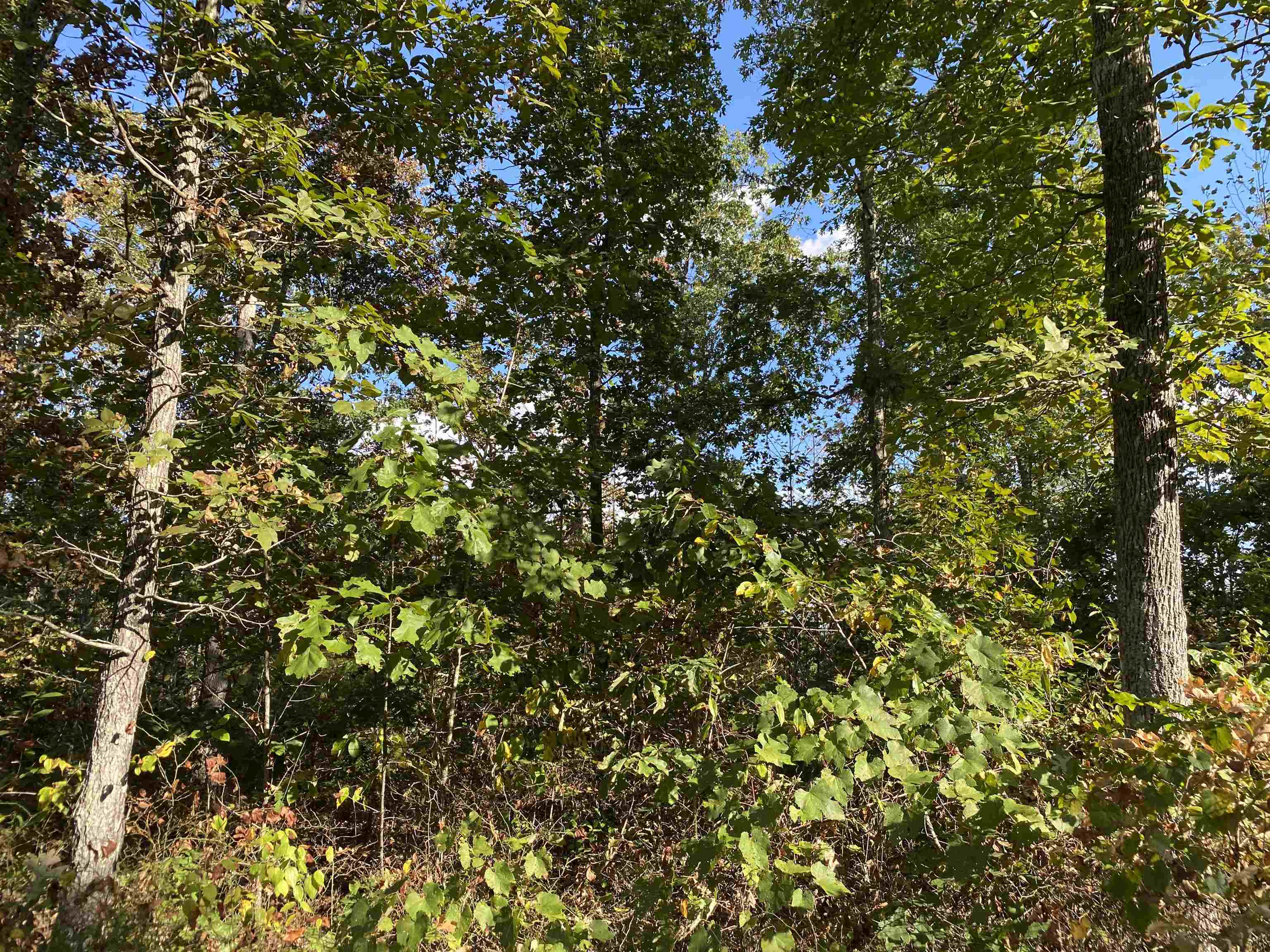 0 Keeton Road Waynesboro, TN 38485 - Photo 8 of 13 Gallery Image 8