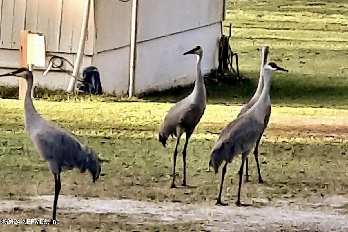 139 Depot Road Hawthorne, FL 32640 - Photo 21 of 26 IMG_9888