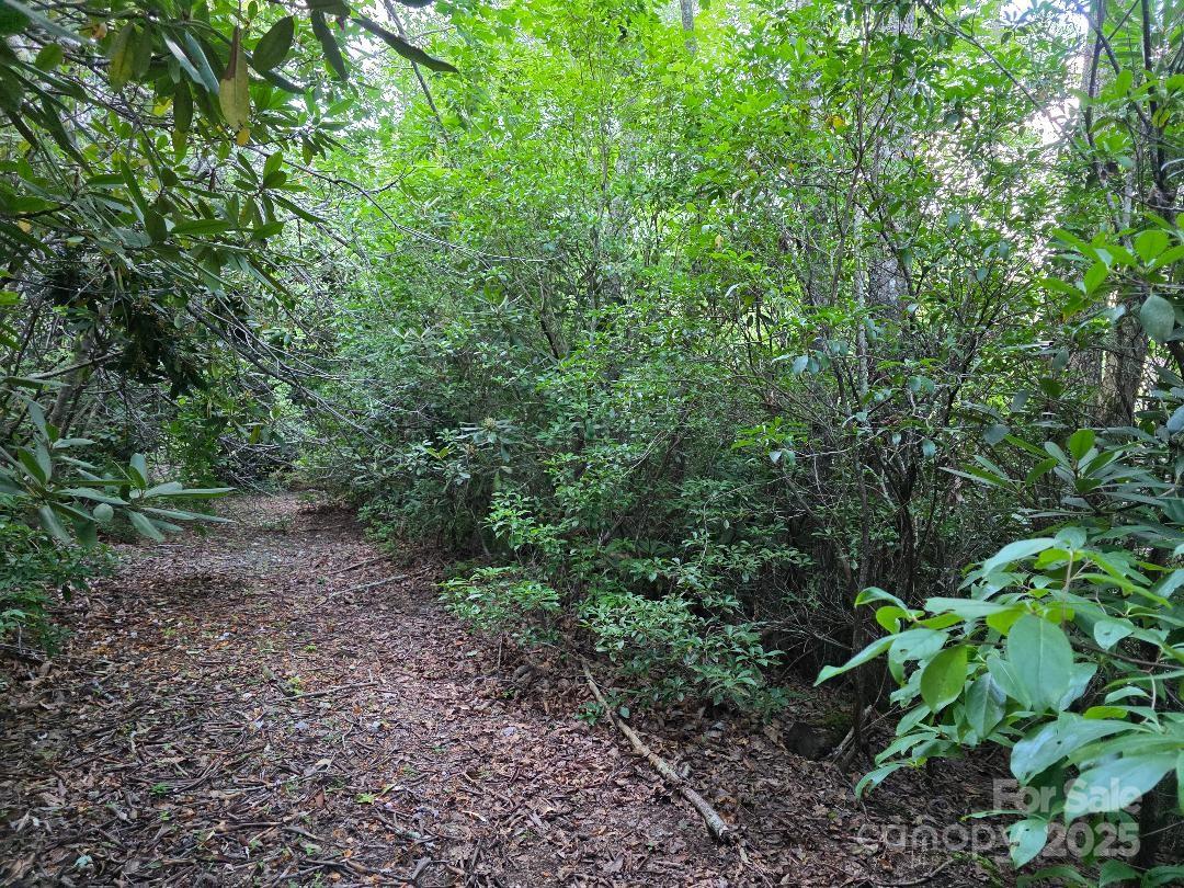 a view of a yard
