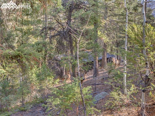 9455 Shoshone Road Cascade, CO 80809 - Photo 29 of 30 Visitors in Back, How Many Deer can you Count?