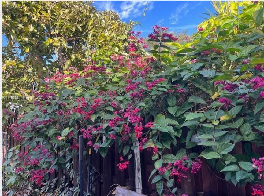 7281 Sunset Strip Sunrise, FL 33313 - Photo 24 of 25 a picture of flowers