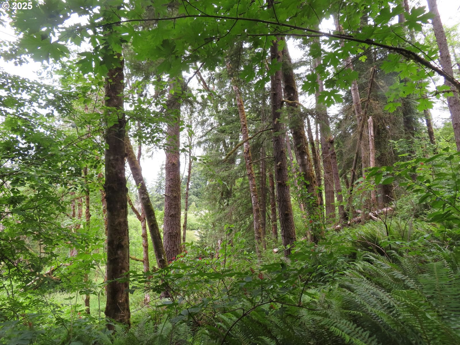 21720 Zenkner Valley Road Centralia, WA 98531 - Photo 4 of 17