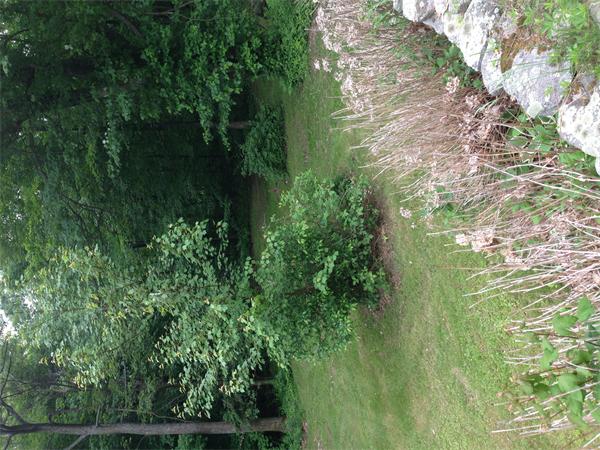1196 Richardson Road Ashby, MA 01431 - Photo 9 of 29 a view of a garden