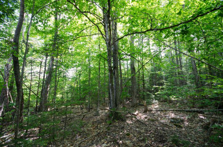 image (1)