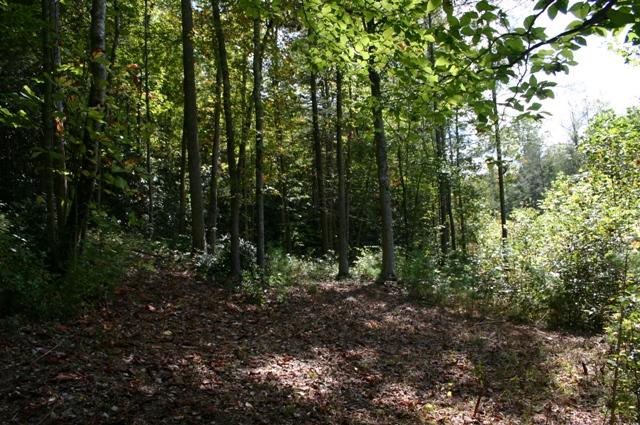 Lot 2 B Rocky Flats Road Cosby, TN 37722 - Photo 5 of 15 level 2B