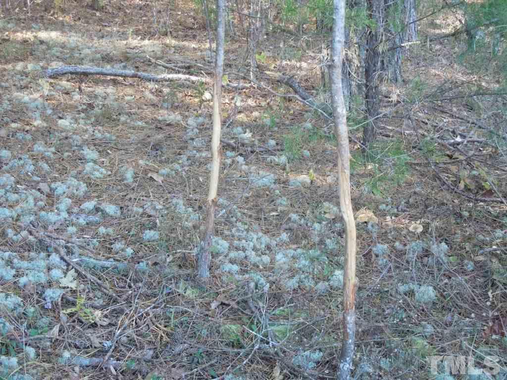 Dotmond Road Milton, NC 27305 - Photo 11 of 22 Gallery Image 11