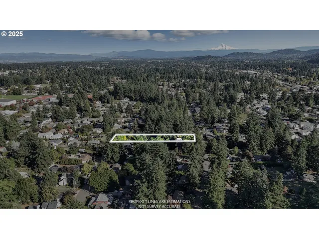 a open area with lots of trees