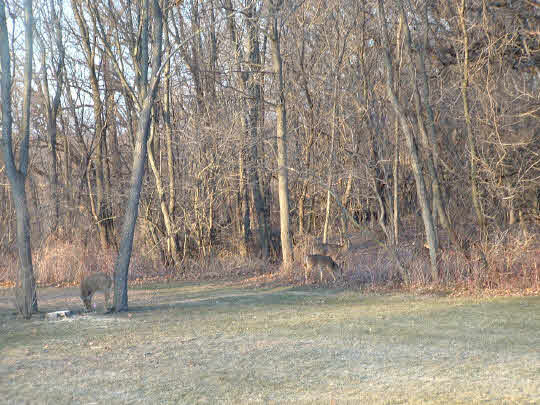 5505 Freeport Road Rockton, IL 61072 - Photo 10 of 11 a view of a backyard of the house