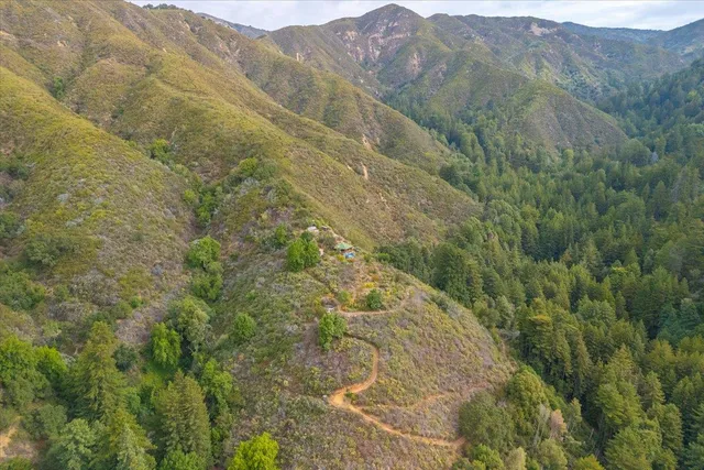 a view of a plant in a garden
