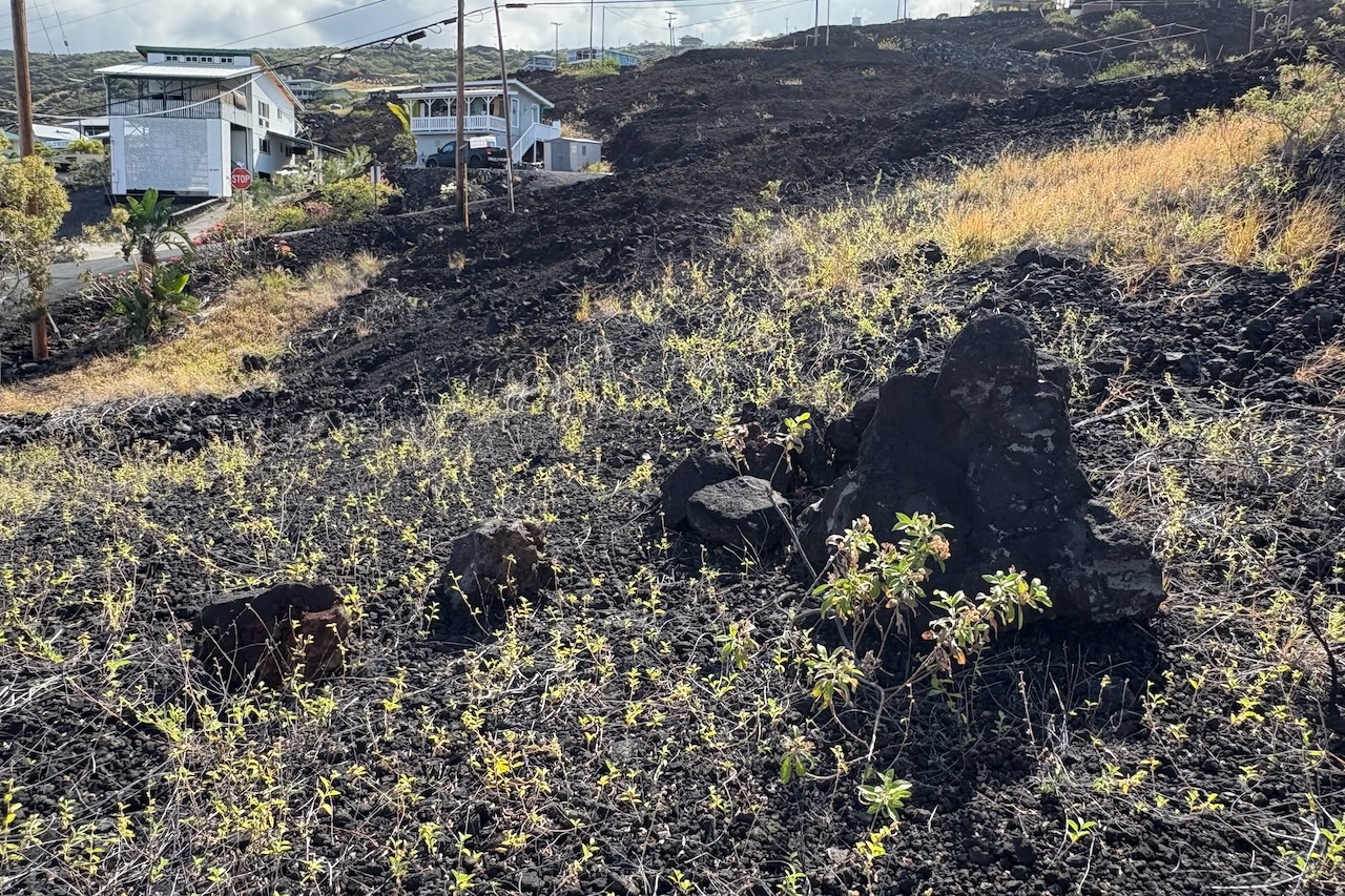 47 Aoao Avenue Captain Cook, HI 96704 - Photo 9 of 16 a view of a plants and lots of trees