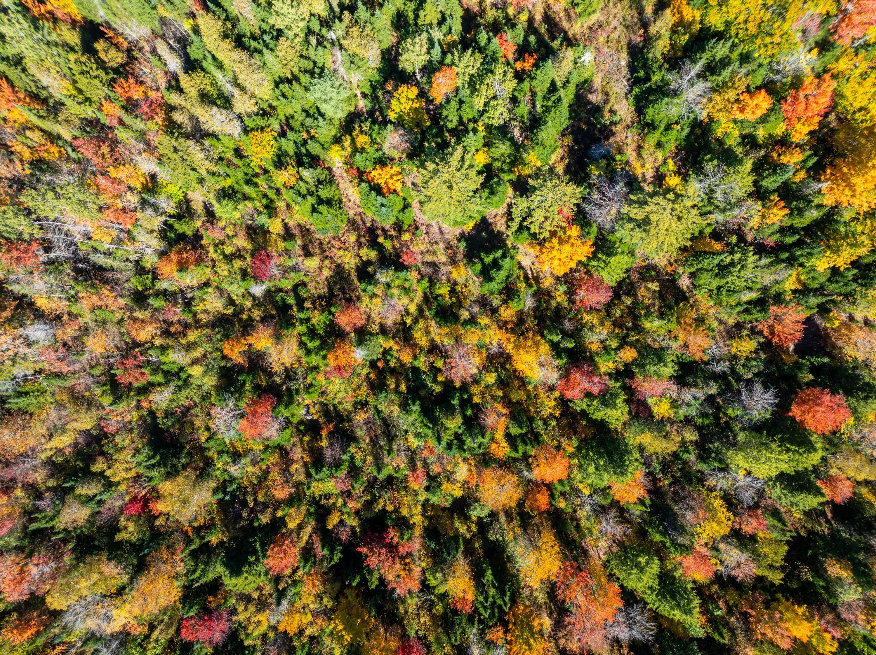 One St Waite Me 04492 Waite, ME 04492 - Photo 3 of 13 22 Acres of Land in Waite, Maine (8 of 1