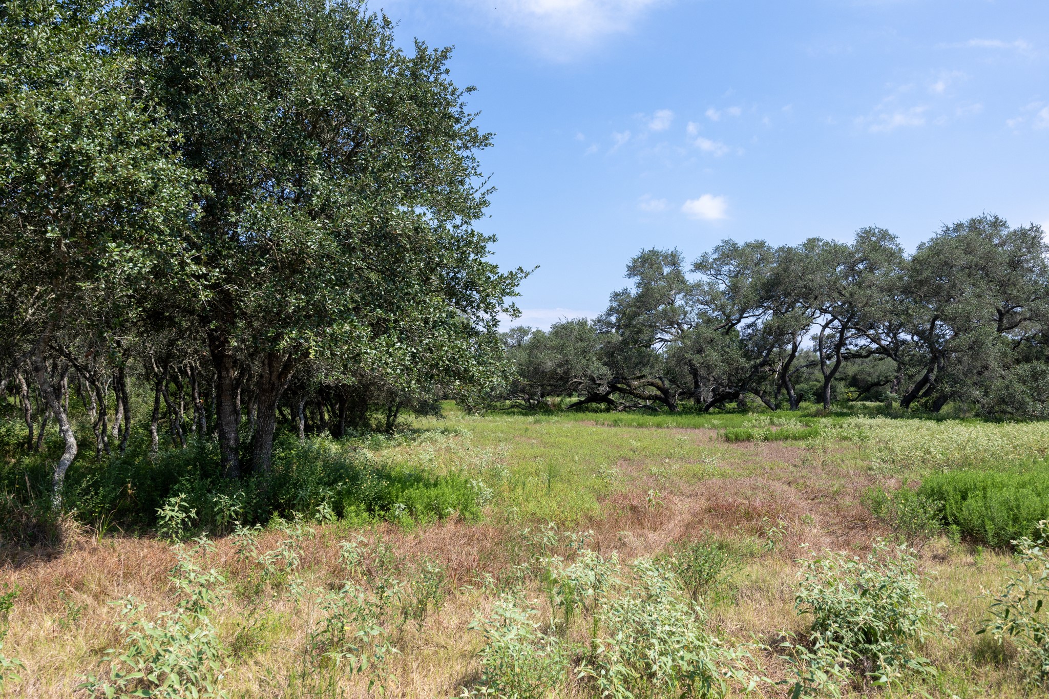 Tbd Shorebird Lane Columbus, TX 78934 - Photo 13 of 21 a view of a field with trees in the background