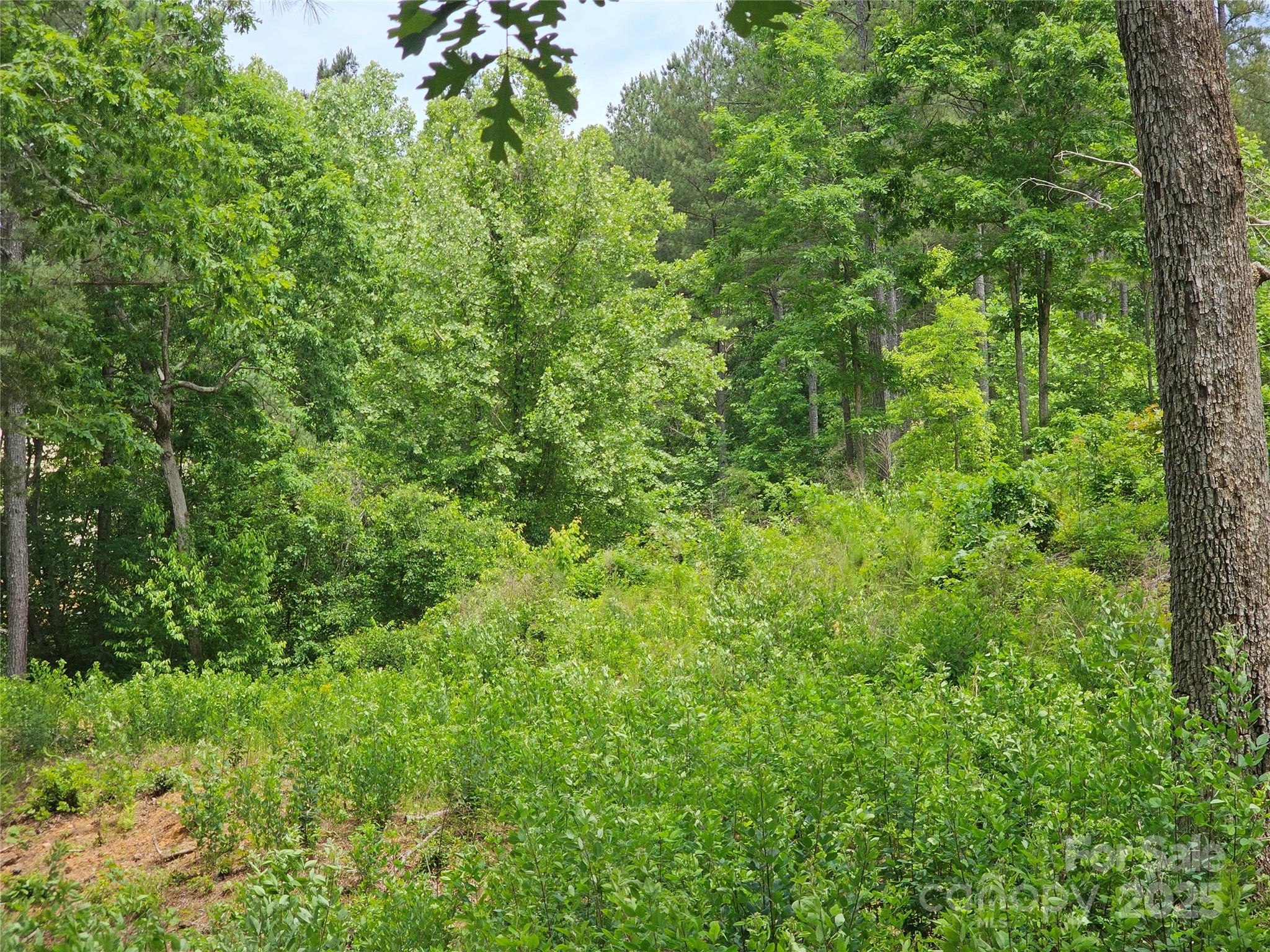 2226 Inlet Shore Road Northeast, Unit 29 Connelly Springs, NC 28612 - Photo 15 of 15 a view of a lush green forest