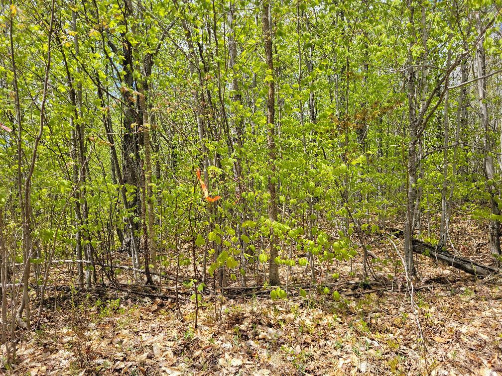 Lot 11 Swift River Road Byron, ME 04275 - Photo 45 of 72 photo_c9fa9118-dfd0-4e79-9c05-0989d9f667