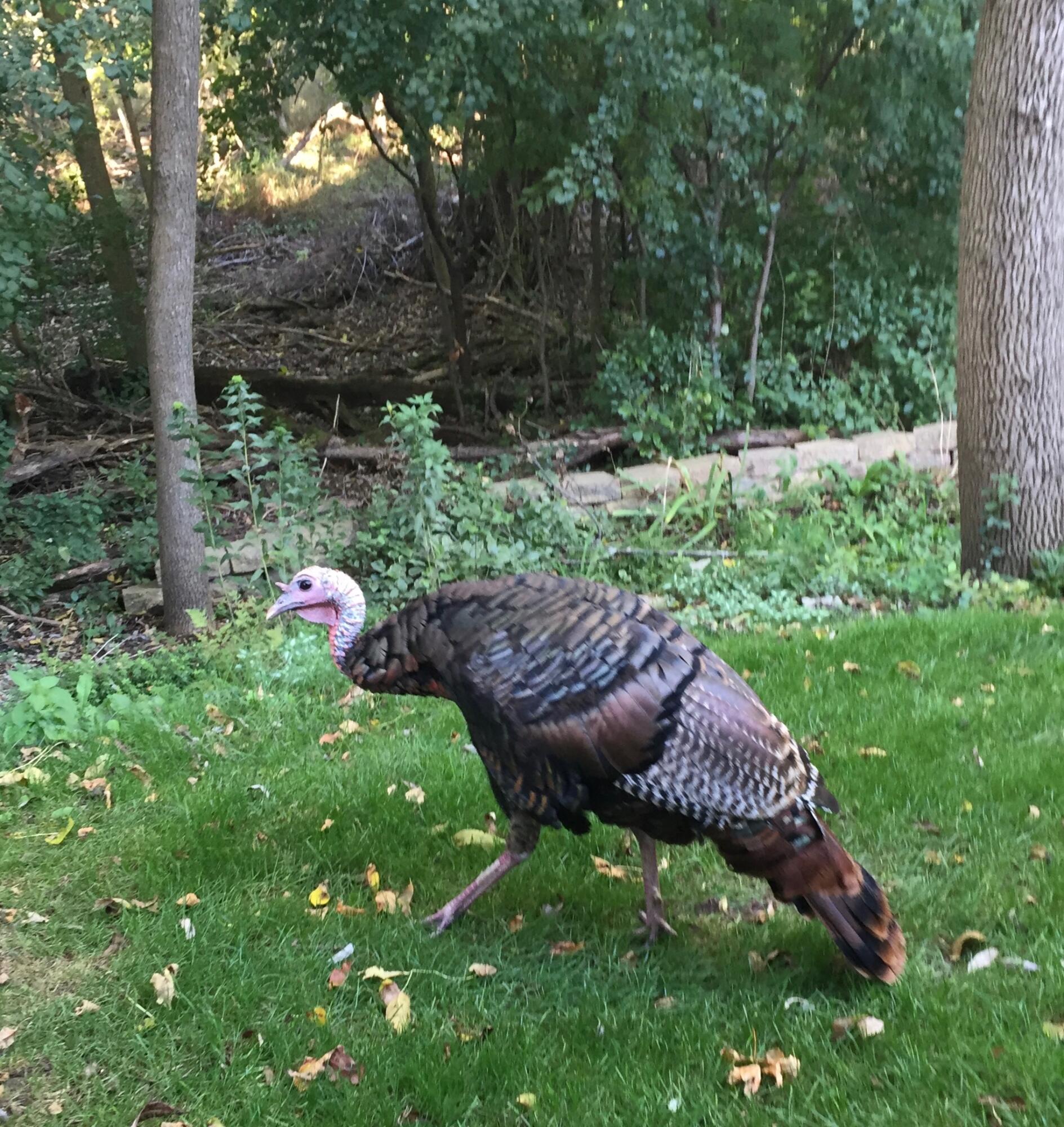 2870 Teal Ridge Court, Unit B Brookfield, WI 53045 - Photo 40 of 42 Wildlife sightings from the nearby conservancy highlight the natural surroundings.