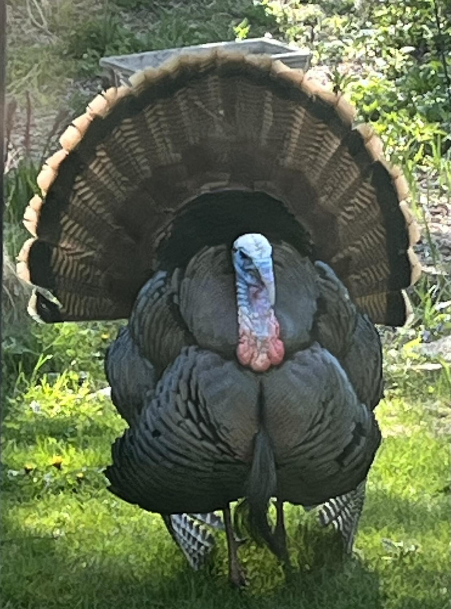 2870 Teal Ridge Court, Unit B Brookfield, WI 53045 - Photo 41 of 42 Views of local wildlife that can occasionally be seen from the surrounding conservancy area.