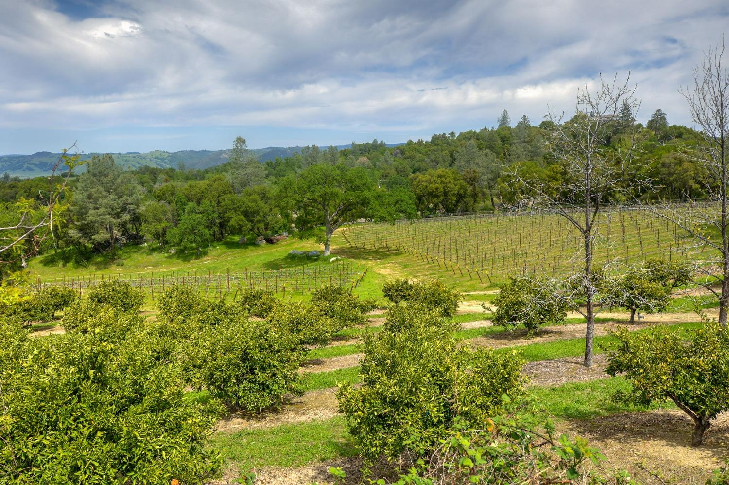 1095 Cold Springs Road Placerville, CA 95667 - Photo 9 of 55 a view of a lake with a yard