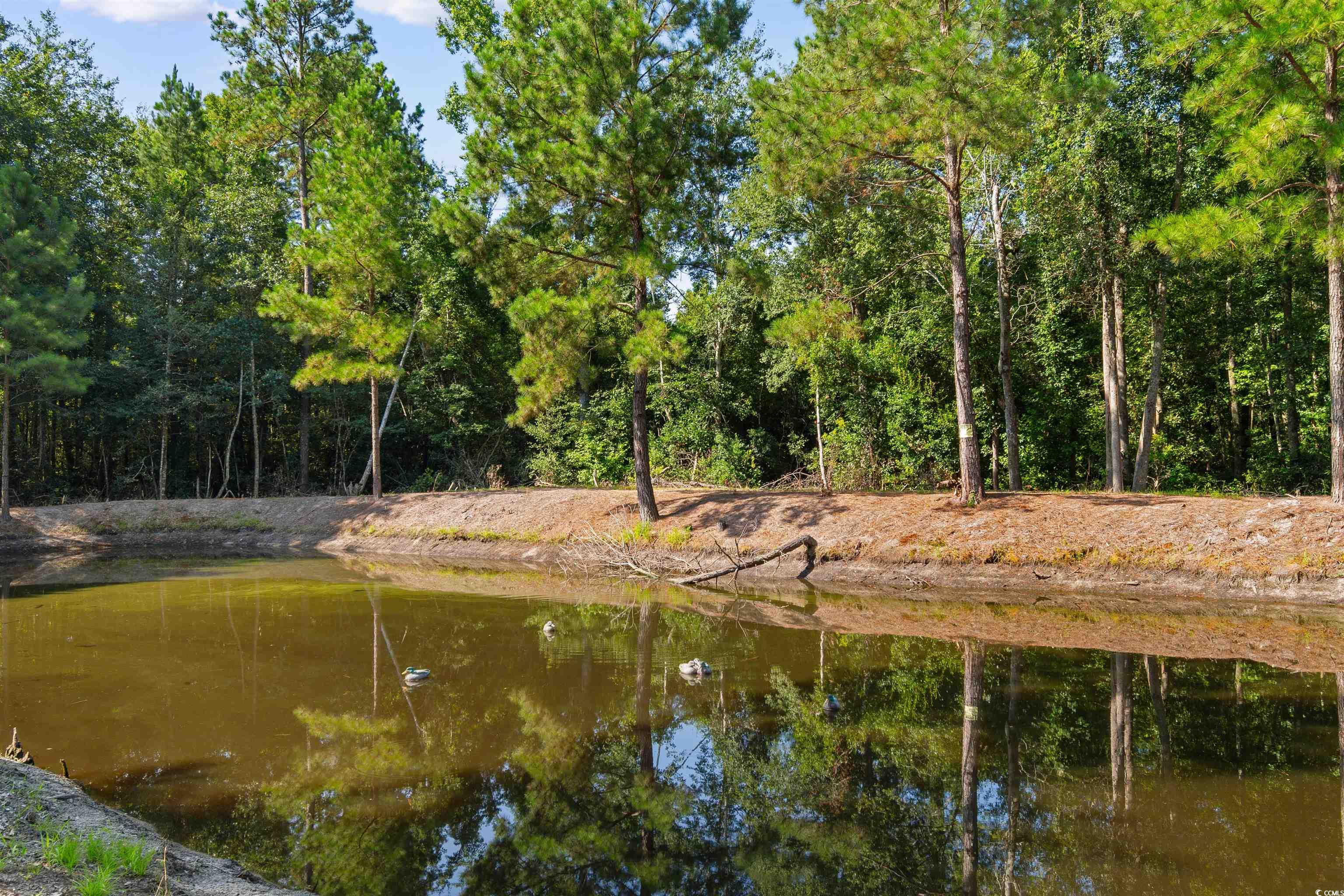 Tbd Cartwheel Road Mullins, SC 29574 - Photo 3 of 19