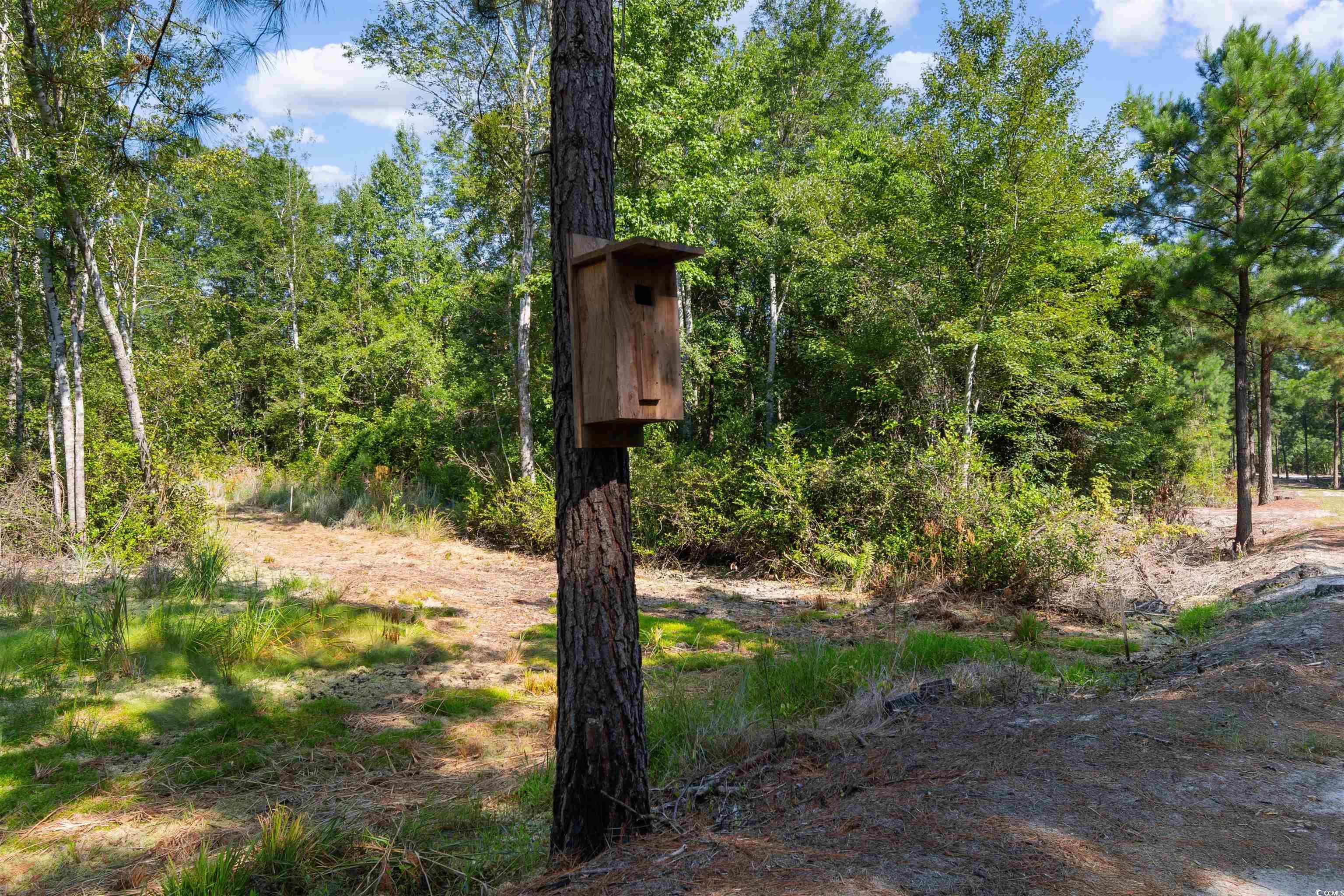 Tbd Cartwheel Road Mullins, SC 29574 - Photo 5 of 19