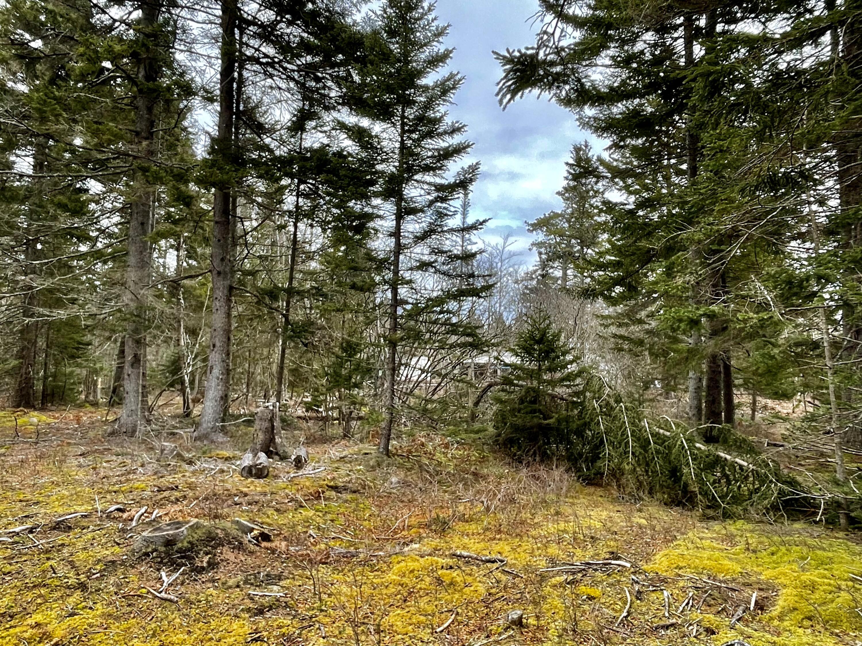 9-21 North Haven Road Vinalhaven, ME 04863 - Photo 15 of 18 Woods Behind Shop