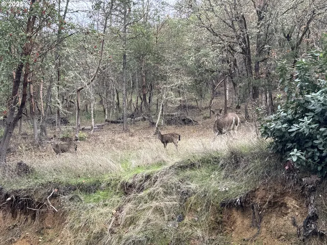 $399,999 | 2263 Canyonville-Riddle Road, Riddle, OR 97469