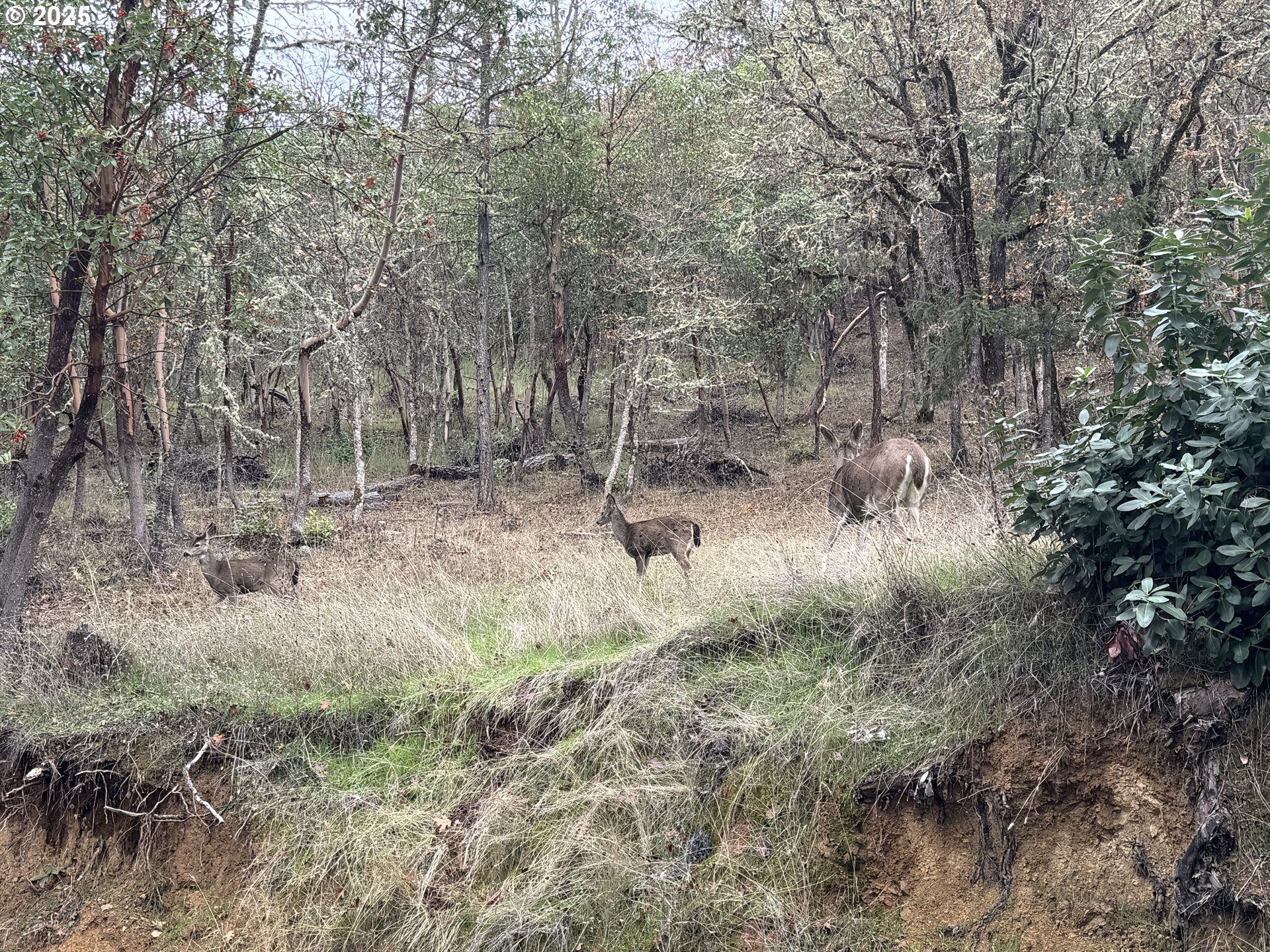 2263 Canyonville-Riddle Road Riddle, OR 97469 - Photo 29 of 36 a view of a forest with trees in the background