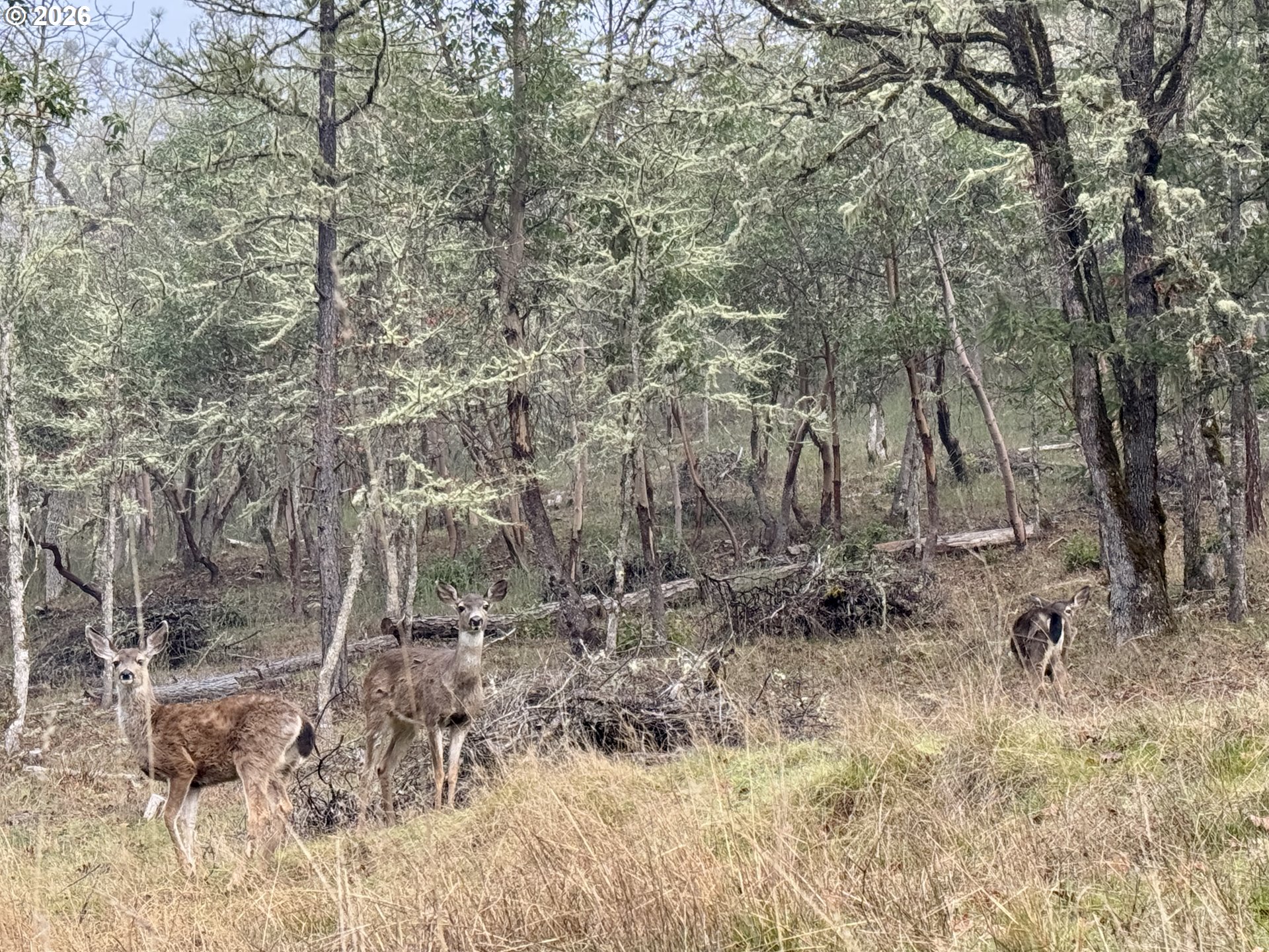 2263 Canyonville-Riddle Road Riddle, OR 97469 - Photo 34 of 36 a view of a yard with a tree