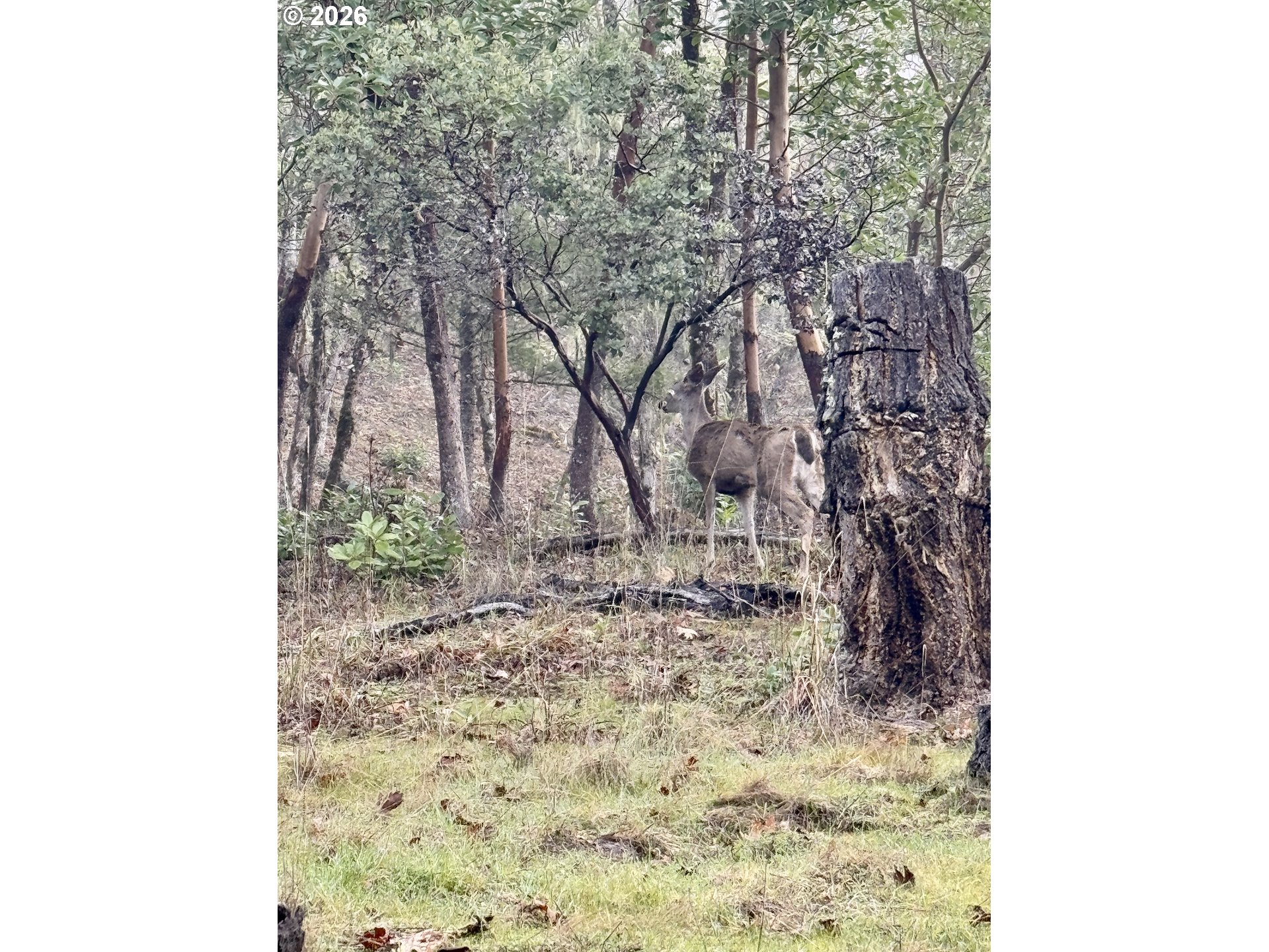2263 Canyonville-Riddle Road Riddle, OR 97469 - Photo 35 of 36 a backyard of a house