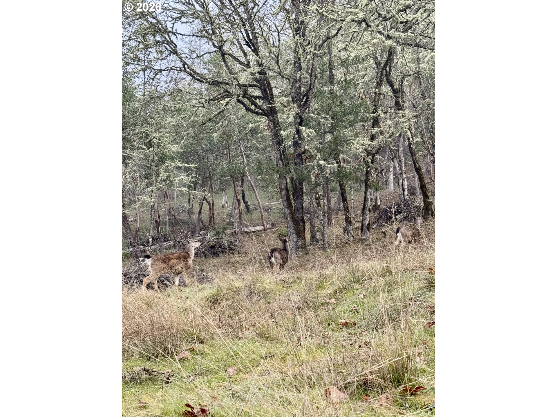 2263 Canyonville-Riddle Road Riddle, OR 97469 - Photo 36 of 36 a bathroom with a sink