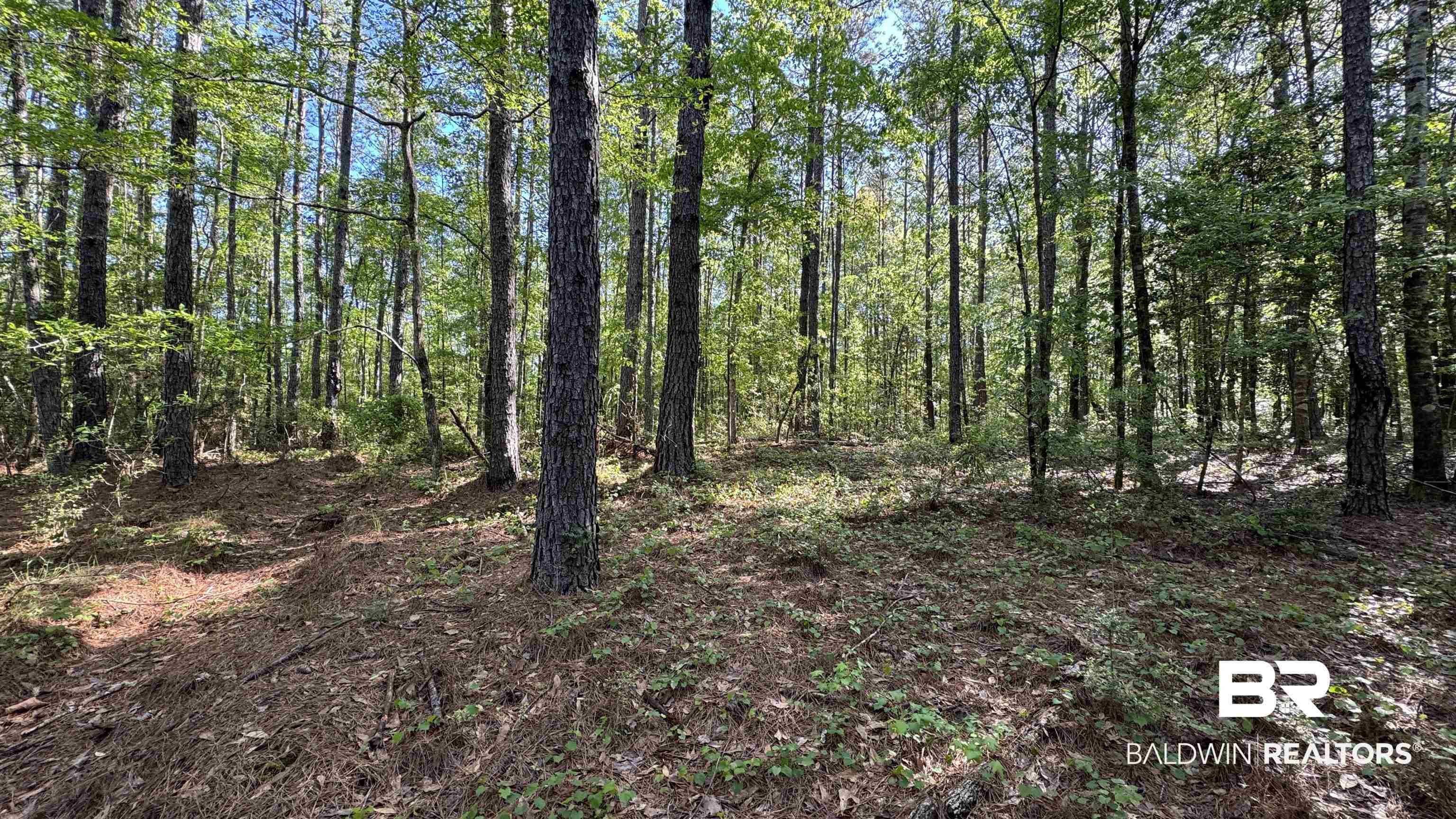 0 Eddie Jackson Road Brewton, AL 36426 - Photo 16 of 18