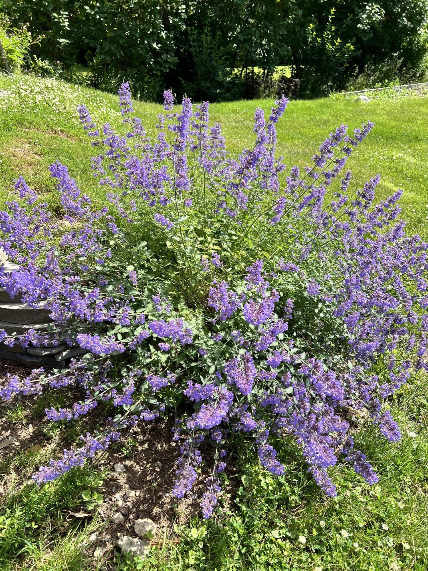 212 Main Street Orono, ME 04473 - Photo 46 of 52 Perennials