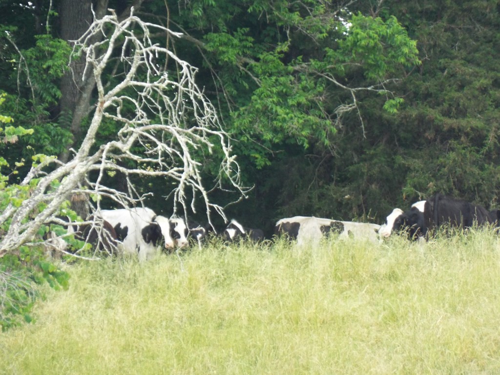2598 South Wesley Chapel Road Greeneville, TN 37745 - Photo 16 of 17