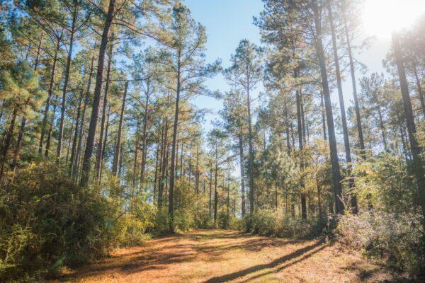 40.83-ac Bold Springs Road Ochlocknee, GA 31773 - Photo 1 of 14 Main View