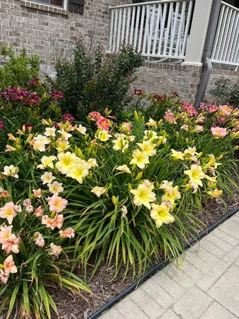 a bunch of flowers are in a garden