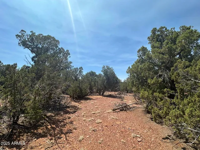 a view of a forest with a tree in the background