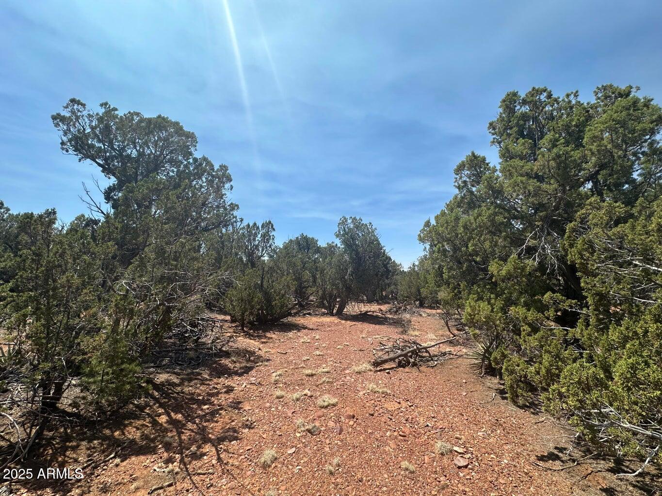 Lot #2 Power Line Road, Unit S Overgaard, AZ 85933 - Photo 1 of 9 a view of a forest with a tree in the background
