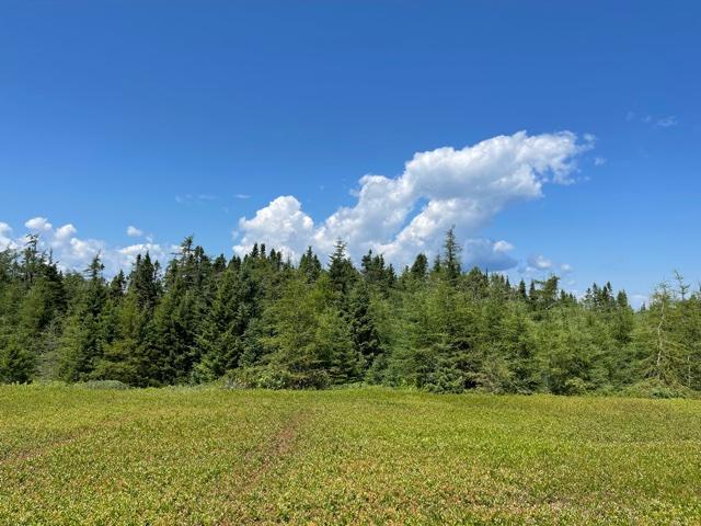 Lots 6-1&2 Lots 6-1&2 Ridge Road Cutler, ME 04626 - Photo 10 of 22 IMG_5603