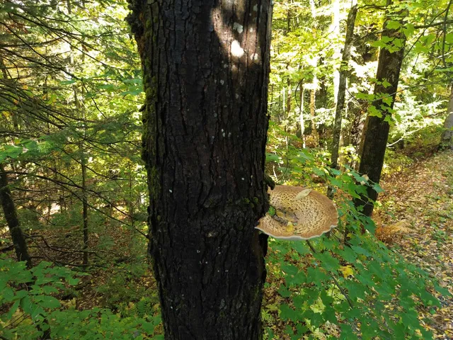 $175,000 | 350 Anne Burns Road, Unit 19 & 20, Warren, VT 05674