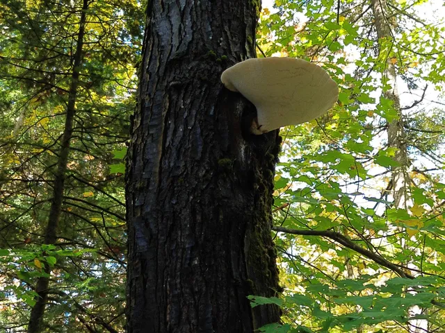 $175,000 | 350 Anne Burns Road, Unit 19 & 20, Warren, VT 05674