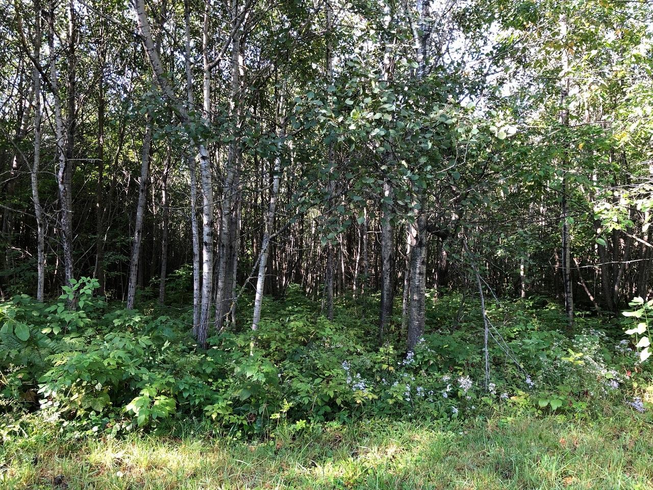 14287 Clement Road Saxon, WI 54559 - Photo 17 of 29 Gallery Image 17