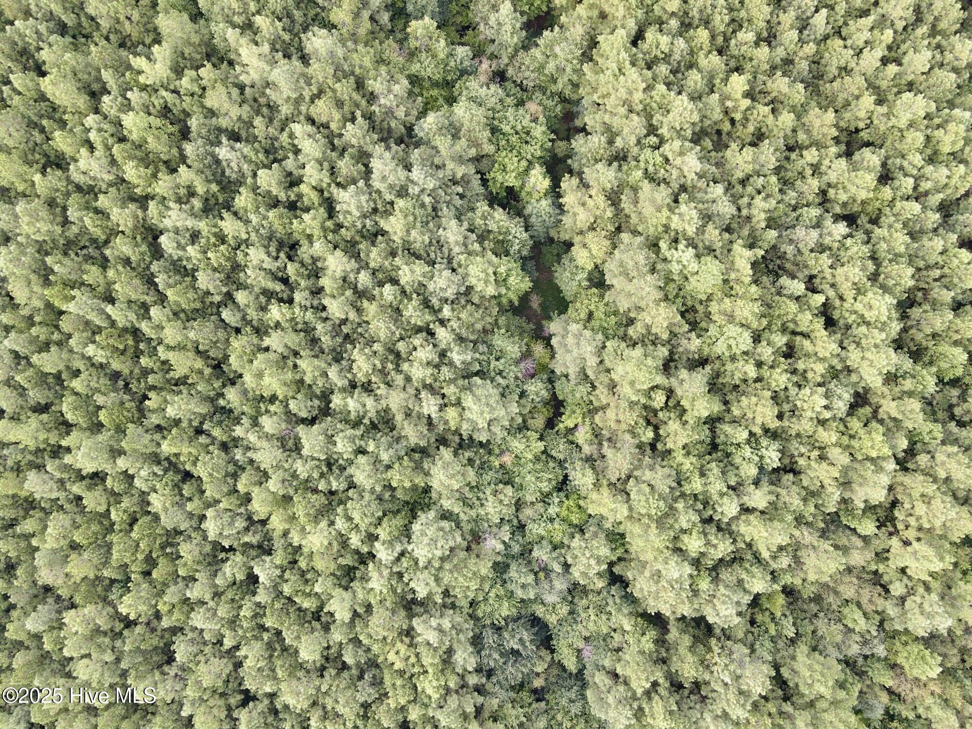 1900 J T Heath Road Williamston, NC 27892 - Photo 8 of 15 Top aerial timber view