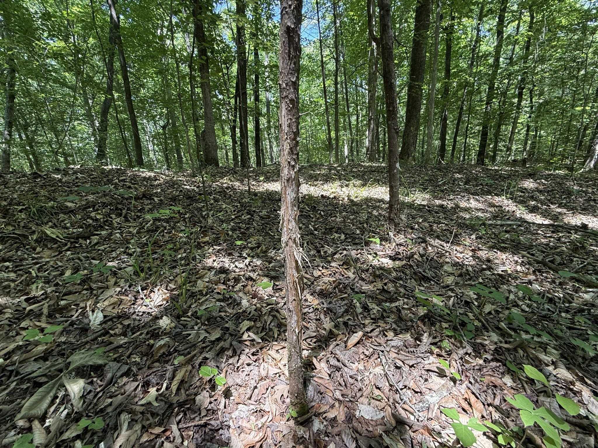1 Carter Road Saltillo, TN 38370 - Photo 18 of 40 a big yard with lots of green space and trees