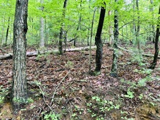 Lot 107 Pine Terrace Circle Blue Ridge, GA 30513 - Photo 2 of 5 Gallery Image 2