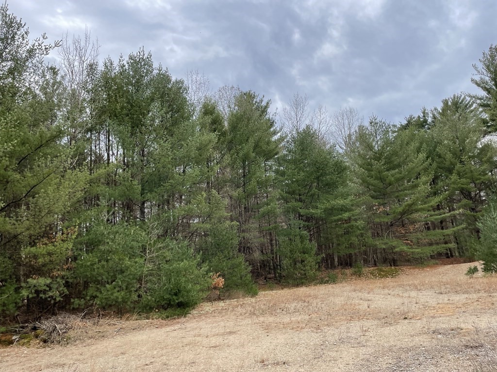675 Tinkham Road Wilbraham, MA 01095 - Photo 4 of 6 a view of a yard with a tree
