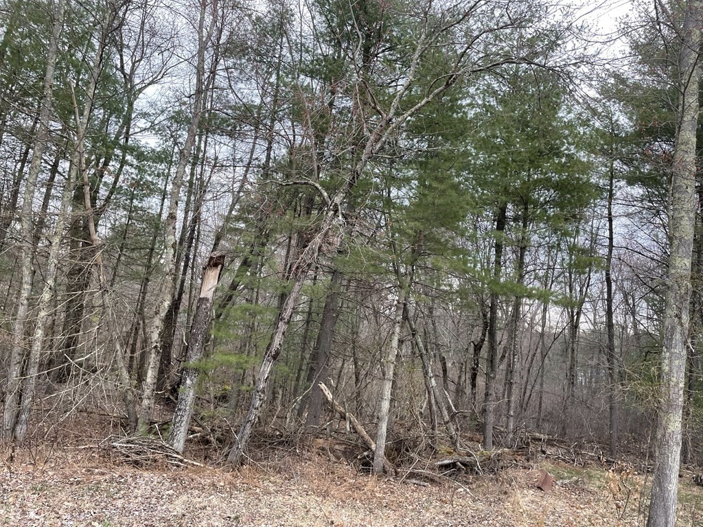675 Tinkham Road Wilbraham, MA 01095 - Photo 5 of 6 a backyard of a house with lots of green space