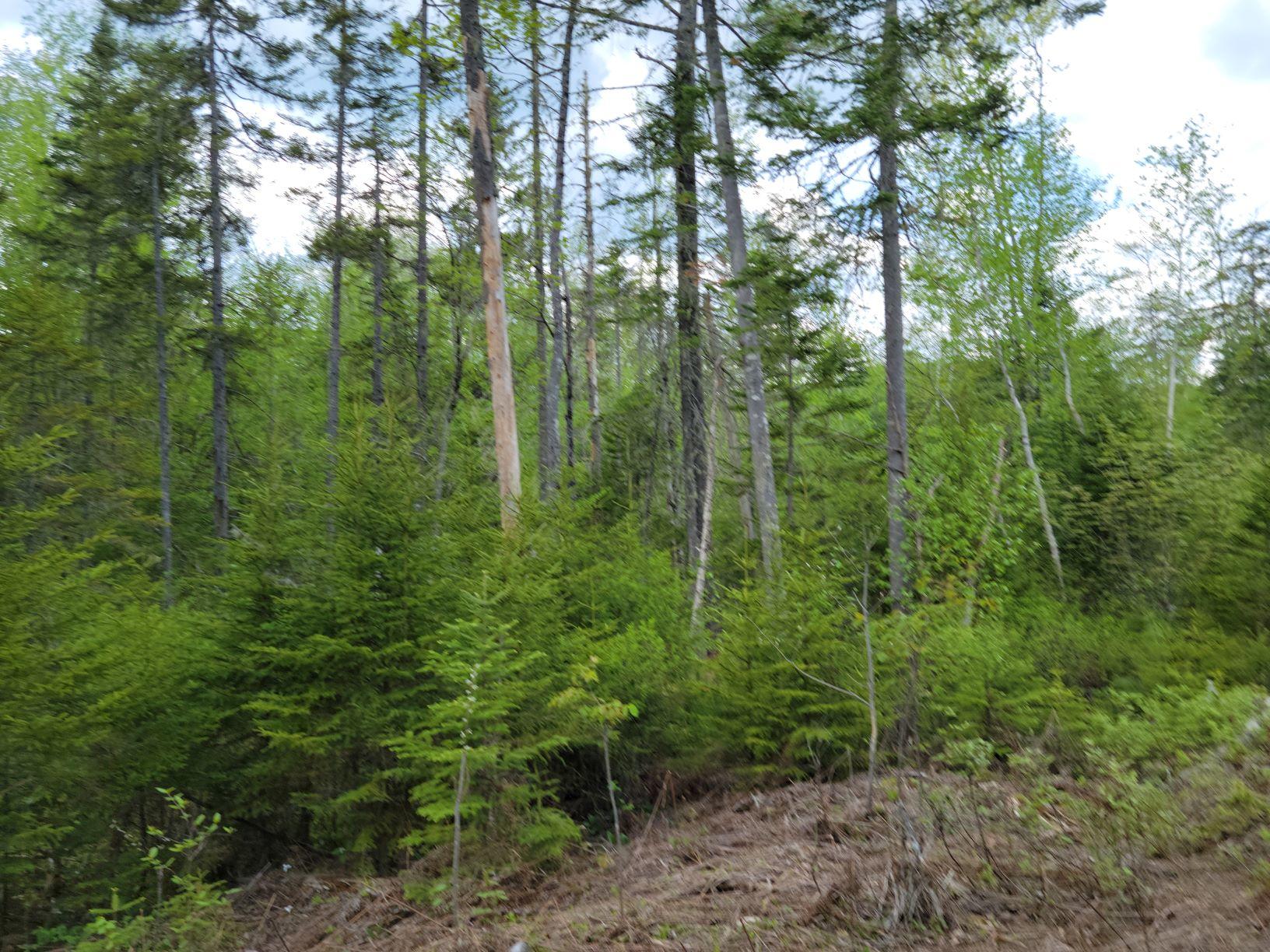 0 Easter Hill/garland Pond Road Roxbury, ME 04275 - Photo 3 of 13 Lot 3