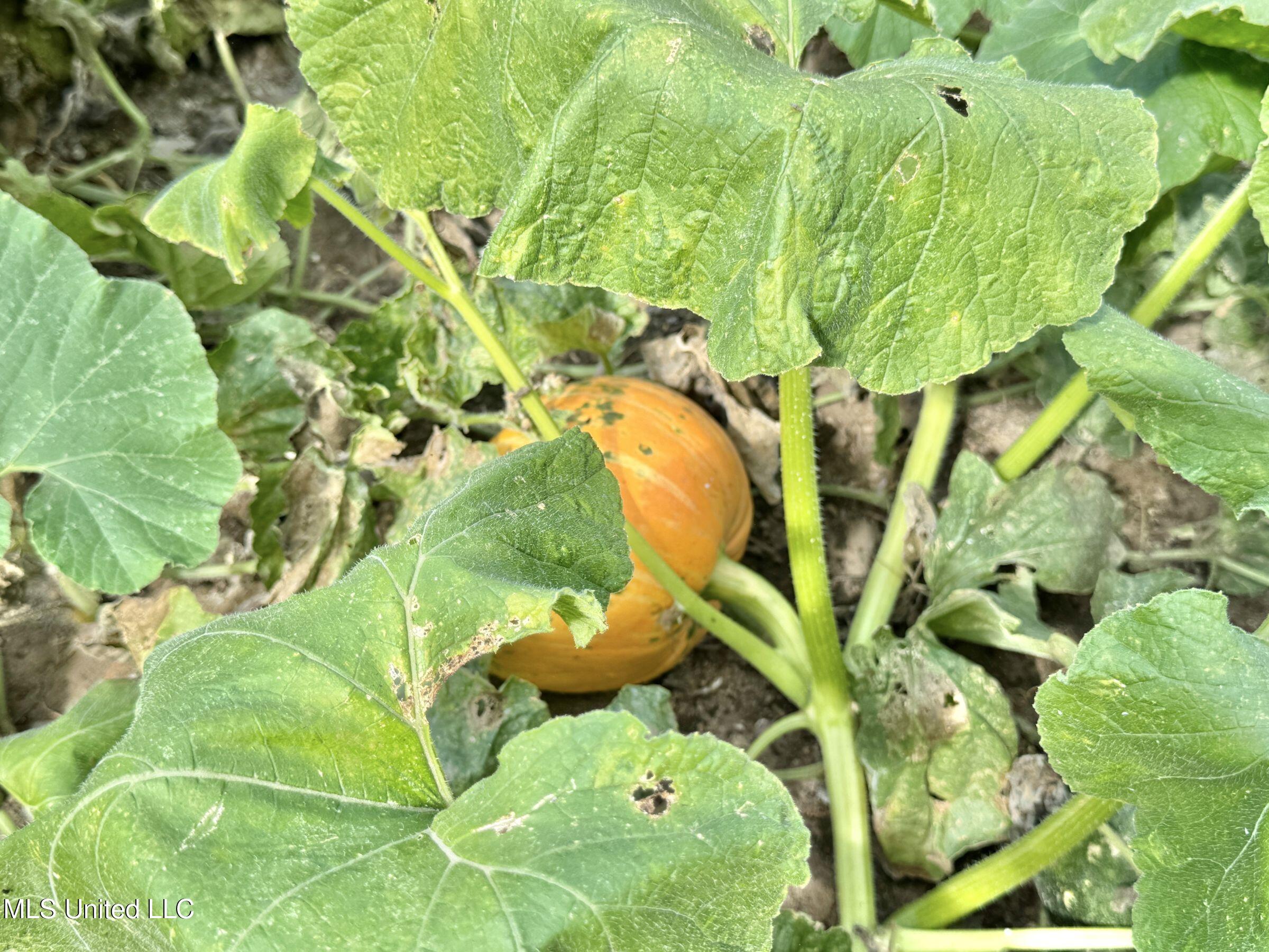 2378 John Warren Road Bolton, MS 39041 - Photo 48 of 153 5hinds31