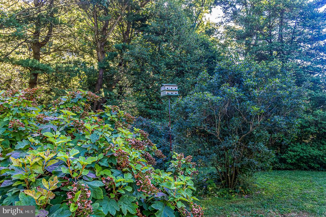 700 Fawn Road Newark, DE 19711 - Photo 8 of 38 lush trees and plants with a bird condo!