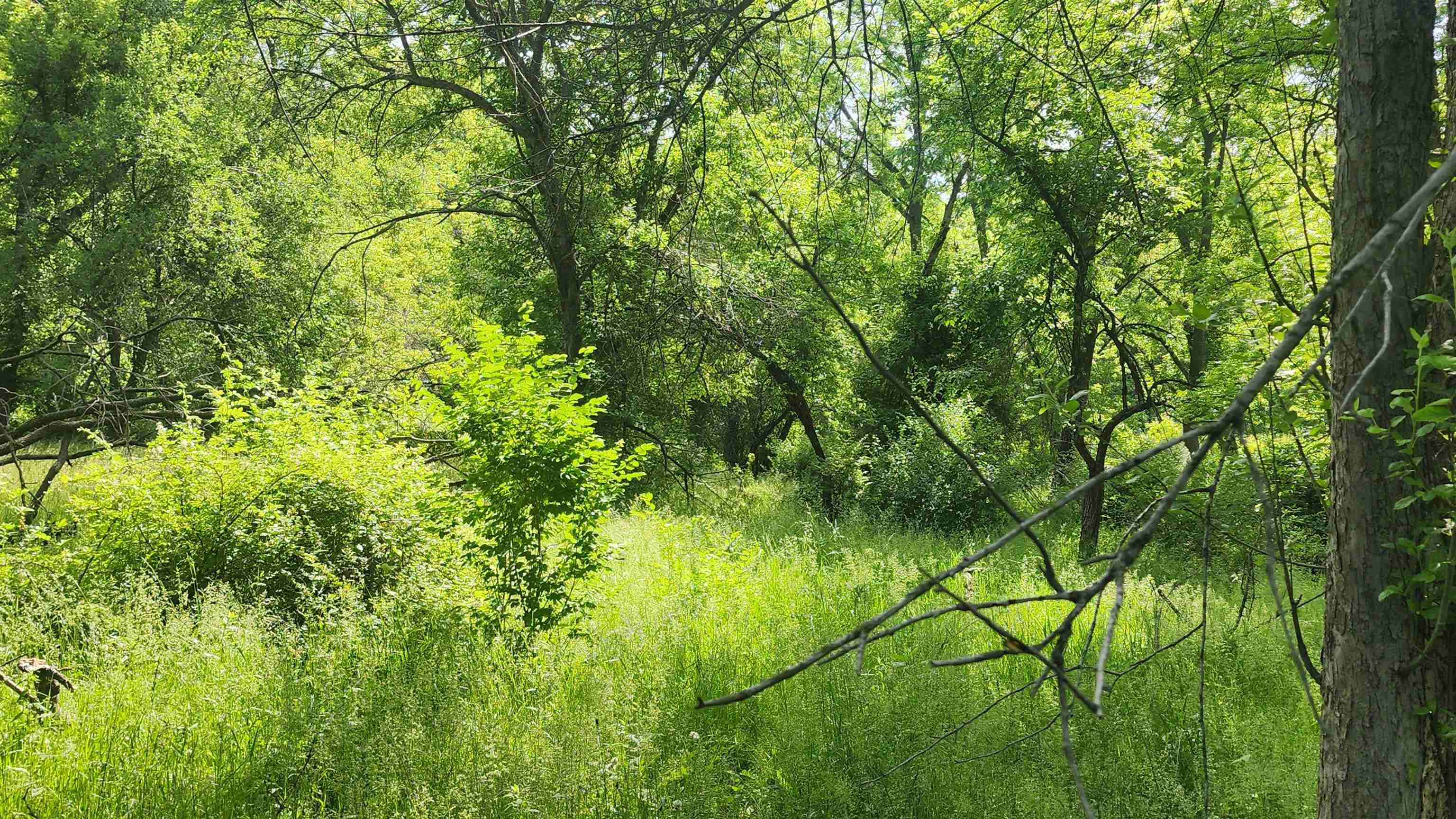 0 Shortcut Seneca, WI 54654 - Photo 7 of 22